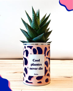 PRE COMMANDE Cactus -Cool Plantes never die